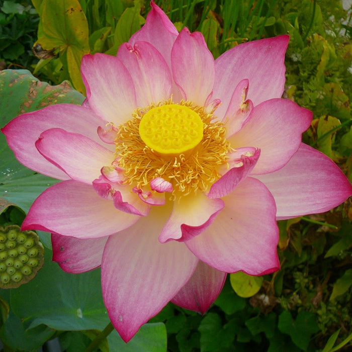Giant Sacred Aquatic Lotus Seeds