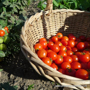 Birdie Rouge Red Cherry Tomato Seeds