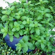 Mojito Mint Seeds