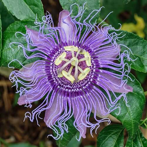 Passiflora Incarnata Passion Seeds