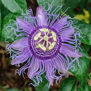 Passiflora Incarnata Passion Seeds