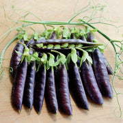 Sugar Magnolia Snap Pea Seeds