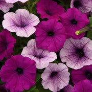 Petunia Seeds - For Home Gardens Seeds