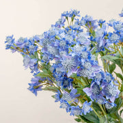 Blue Masterwort Astrantia Major Seeds