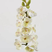 Cream Cymbidium Orchid Seeds