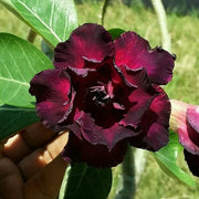 Burgundy Adenium Seeds
