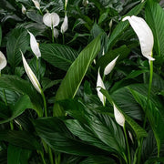 Spathiphyllum Peace Lily Seeds