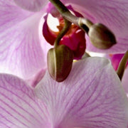 White Violet Phalaenopsis Orchid Seeds