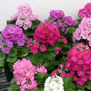 Mixed Heirloom Wildflower Blend Primula Seeds