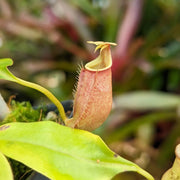 Fanged Pitcher Seeds