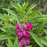 Wildflower Impatiens Seeds
