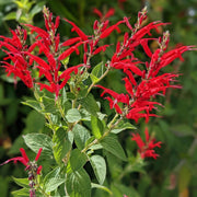 Fragrant Edible Pineapple Sage Seeds, Herbal