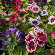 Gloxinia Sinningia Speciosa Seeds
