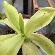 Giant Butterwort Seeds