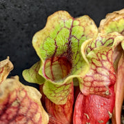 Purple Pitcher Sarracenia Purpurea Seeds, Herbal