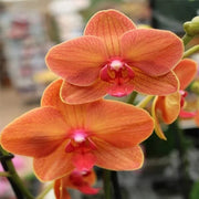 Orange Phalaenopsis Orchid Seeds