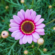 Painted Daisy Seeds, Hardy Perennial