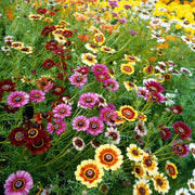 Painted Daisy Seeds, Hardy Perennial