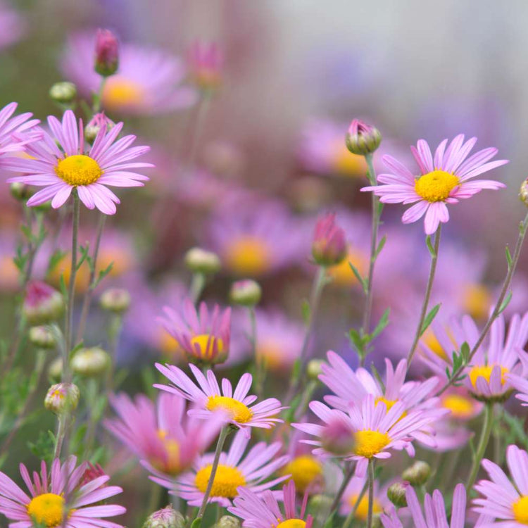 Painted Daisy Seeds, Hardy Perennial