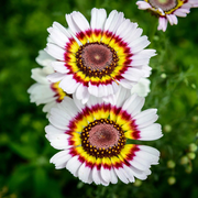 Painted Daisy Seeds, Hardy Perennial