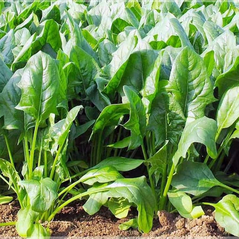 Palak Kantewaali Seeds, Spinacia oleracea Vegetable Seeds