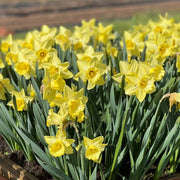 Pale Yellow Daffodil Seeds - Flower Plant
