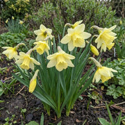 Pale Yellow Daffodil Seeds - Flower Plant