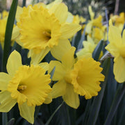Pale Yellow Daffodil Seeds - Flower Plant