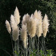 White Pampas Seeds