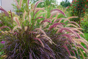 Ornamental Grass Seeds – Poaceae spp.