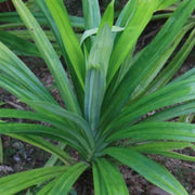 Vietnam Culinary Pandan Seeds - Herbal Seeds