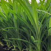 Vietnam Culinary Pandan Seeds - Herbal Seeds