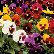 Giant Ruby Pansy Seeds