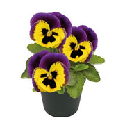 Dark Purple Yellow Pansy Seeds