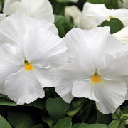 White Pansy Seeds