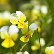 Yellow and White Pansy Seeds