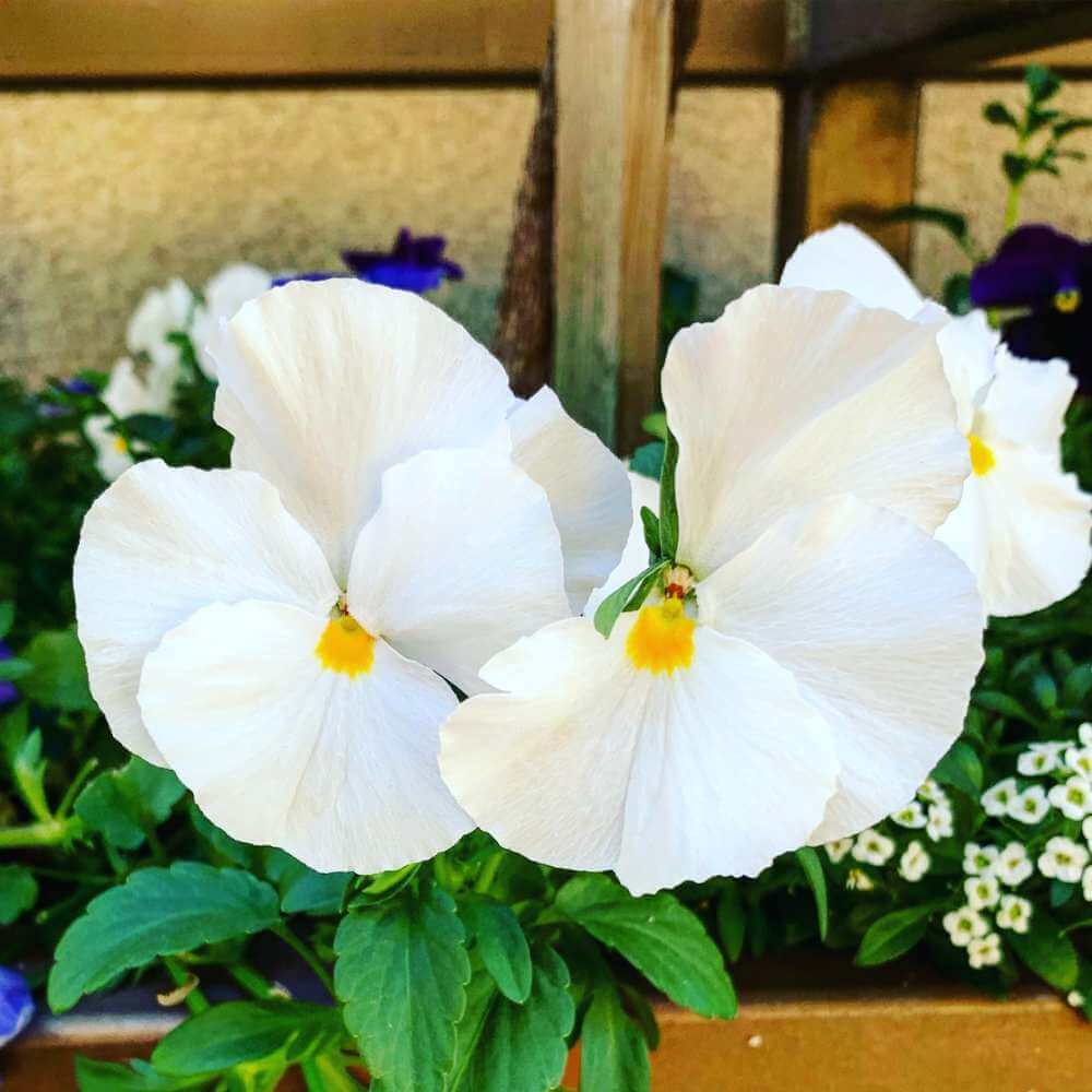 White Pansy Seeds