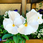 White Pansy Seeds