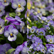 Purple Pansy Seeds