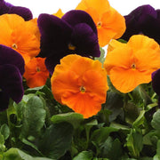 Halloween Mix Pansy Seeds