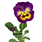 Dark Purple Yellow Pansy Seeds