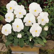 White Pansy Seeds