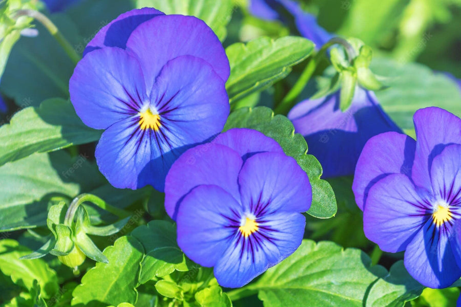 Pansy Seeds – Viola × wittrockiana
