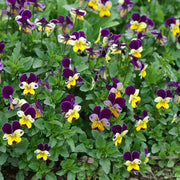 Pansy Heartsease Seeds
