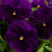 Purple Pansy Seeds