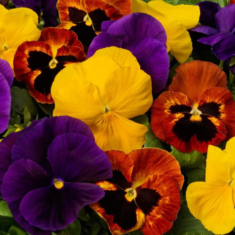 Giant Ruby Pansy Seeds