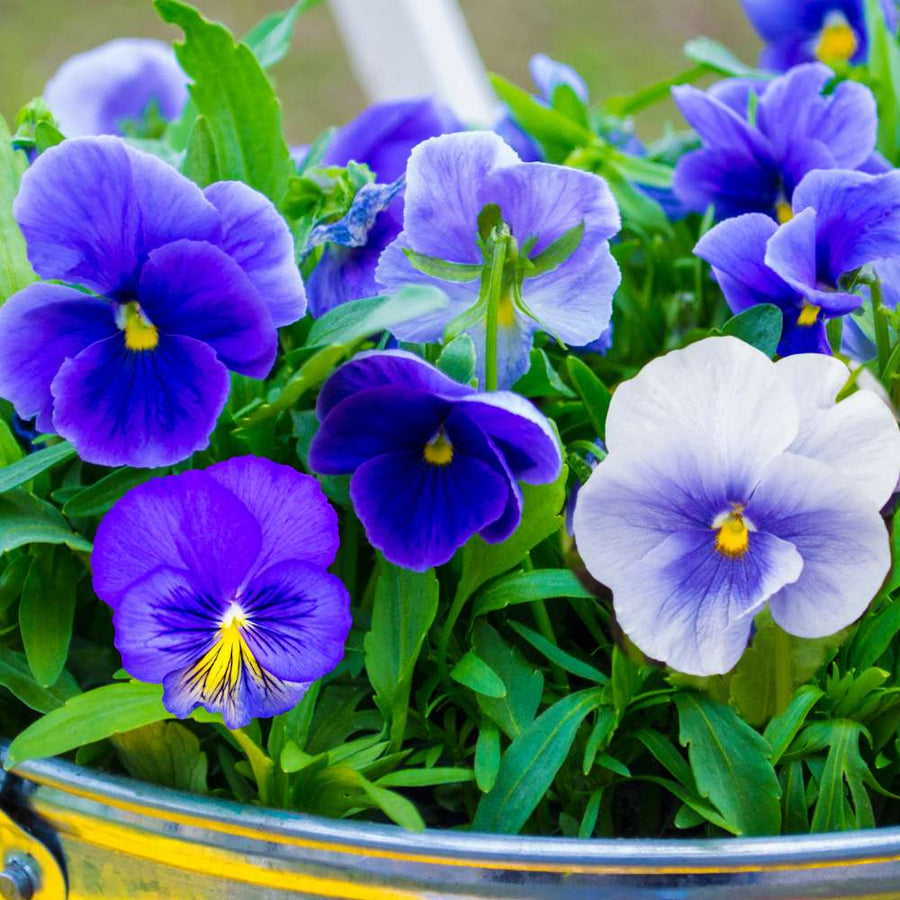 Pansy Seeds – Viola × wittrockiana