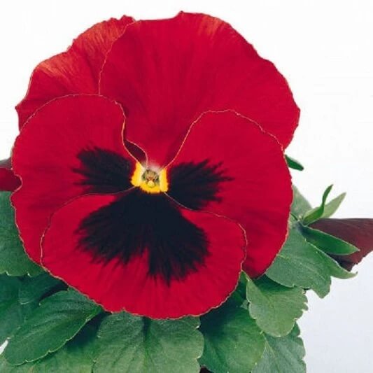 Red Wing Pansy Seeds