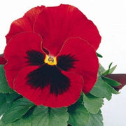 Red Wing Pansy Seeds