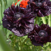 Black Poppy Seeds